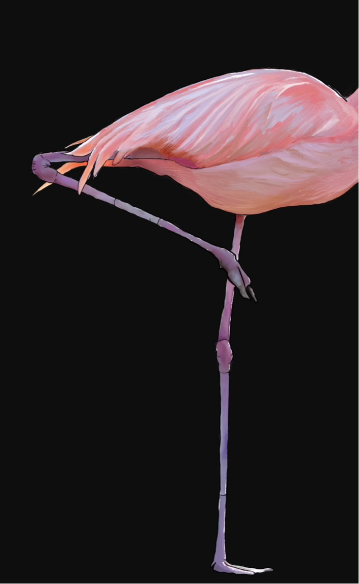 Flamingo dance - print